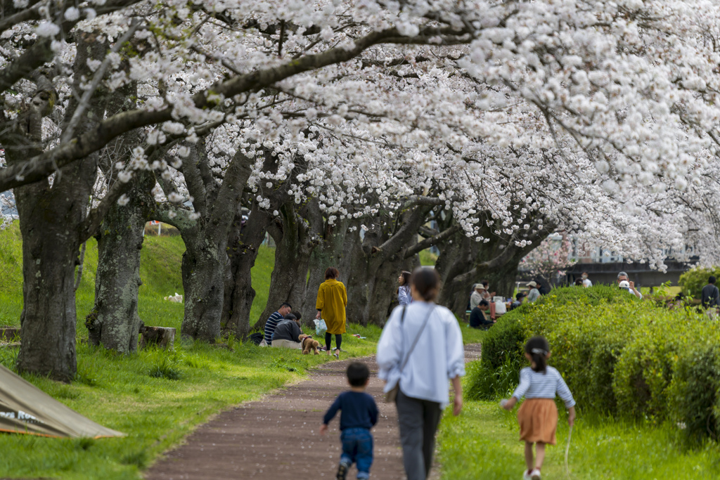 2024桜－９