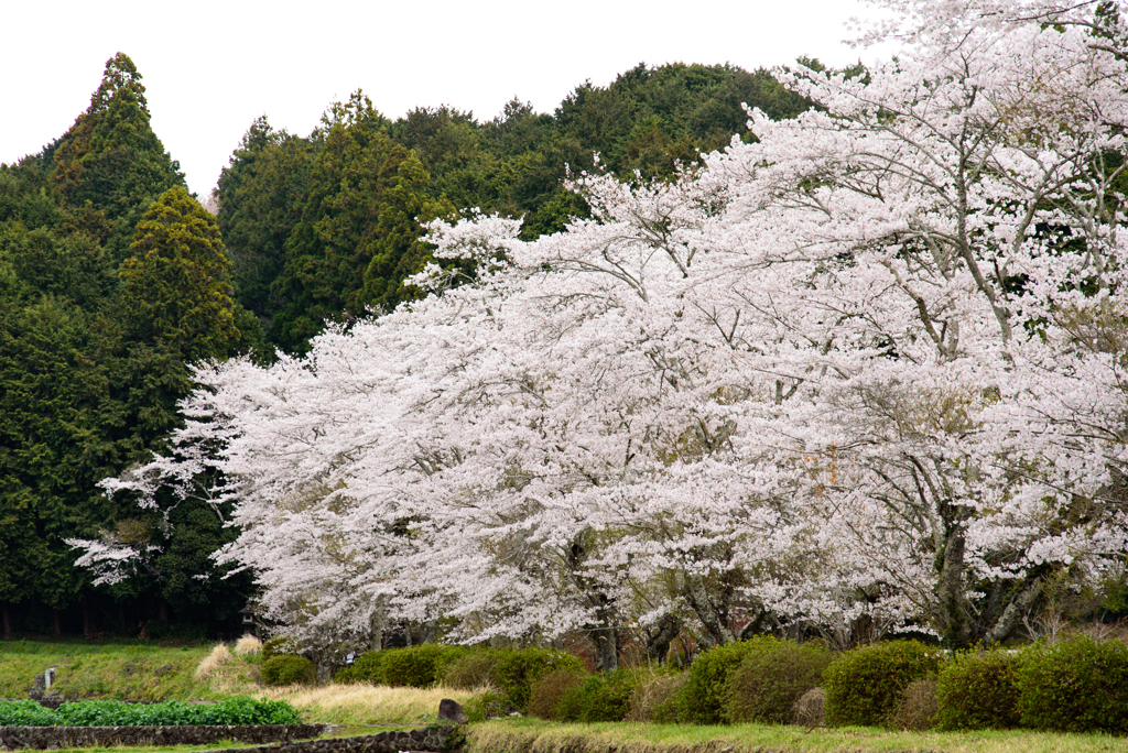 ２０１８春　西山本門寺桜