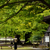 西山本門寺　散歩