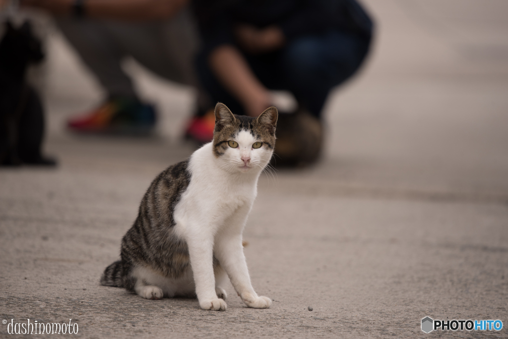 真鍋島の猫たち3