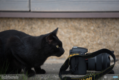 真鍋島の猫たち7