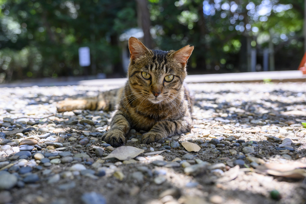 夏のネコ２