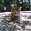 夏のネコ２