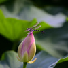 蓮の花