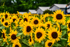世羅高原農場の向日葵