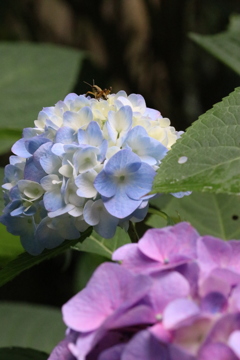 梅雨時期を告げる紫陽花