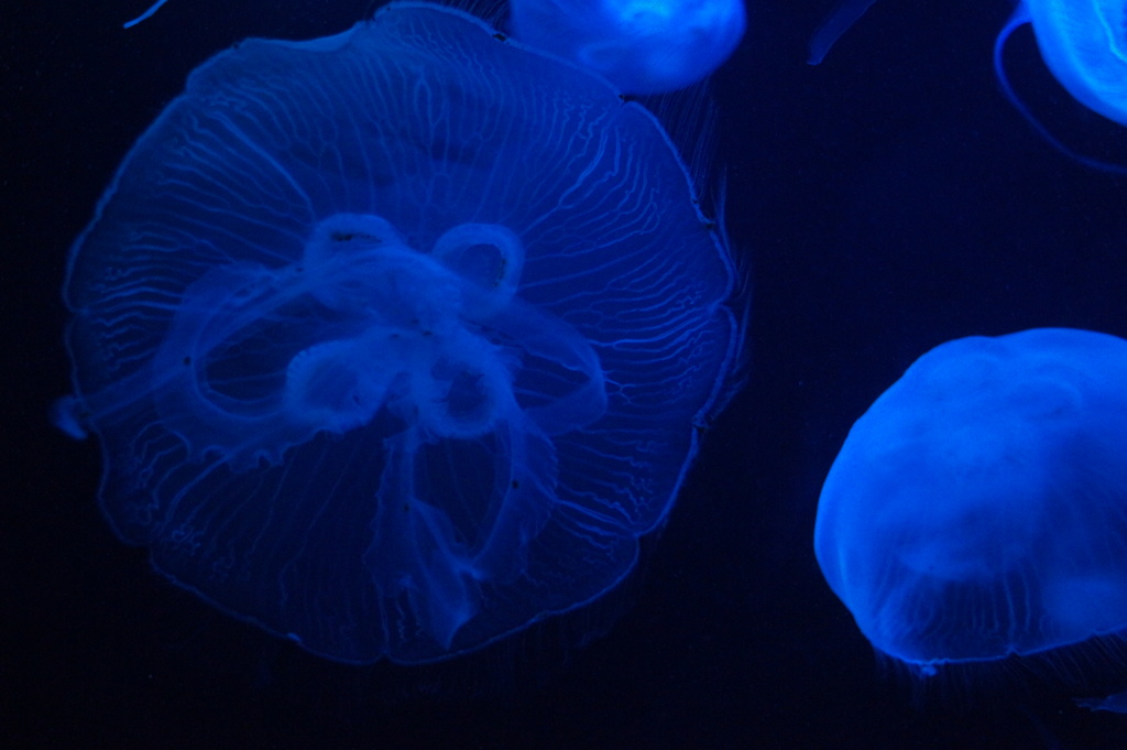 Blue illusion