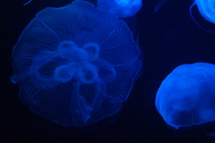 Blue illusion