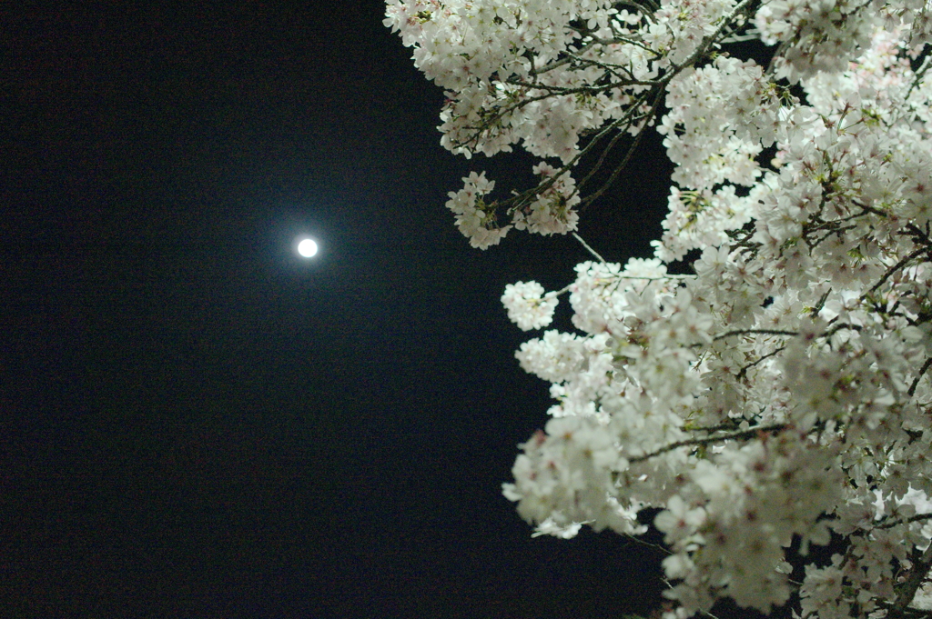 夜桜