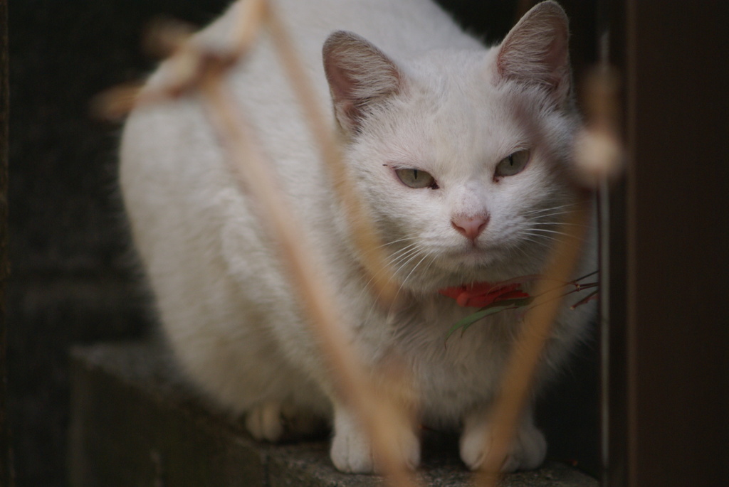 猫の眼差し