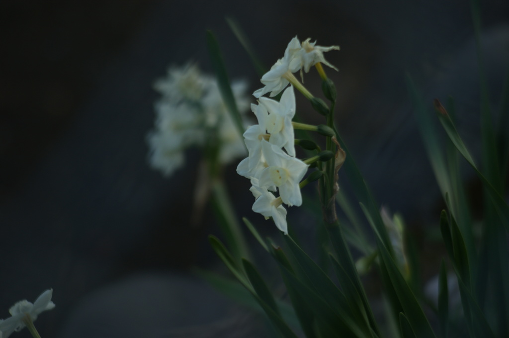 白百合