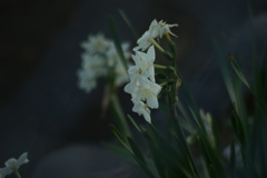 白百合