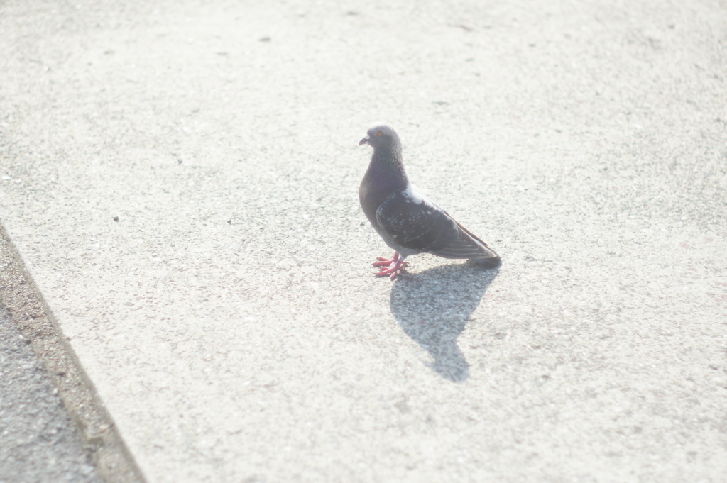 鳩時計