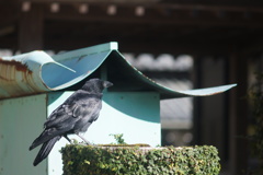 黒々テカテカ