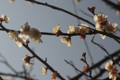 梅