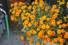 軒先の花
