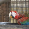 アカコンゴウインコ