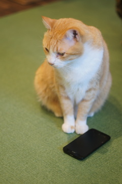 猫にスマホ