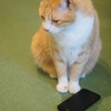猫にスマホ
