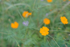 仕方ないな、咲いてやるよ