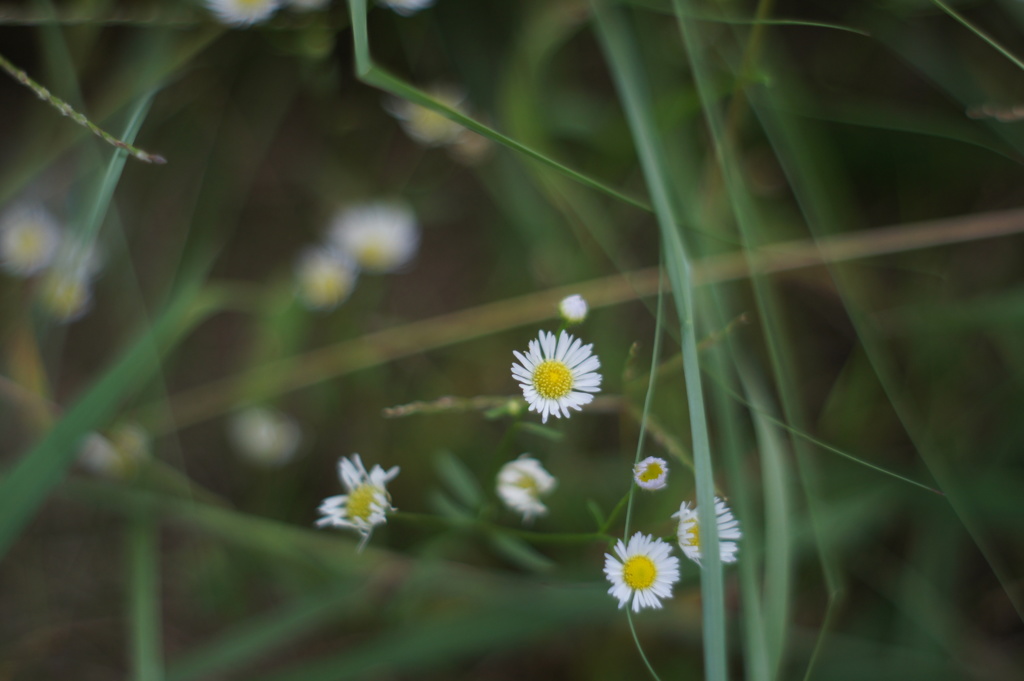 白い雑花