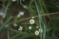 白い雑花