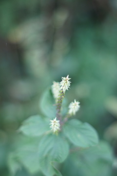 白い雑草