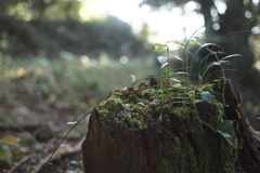 種の芽吹き