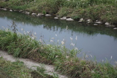 川辺