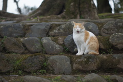 オールドレンズ日和