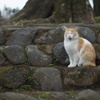 オールドレンズ日和