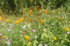 DSC05333