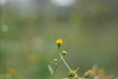 花？