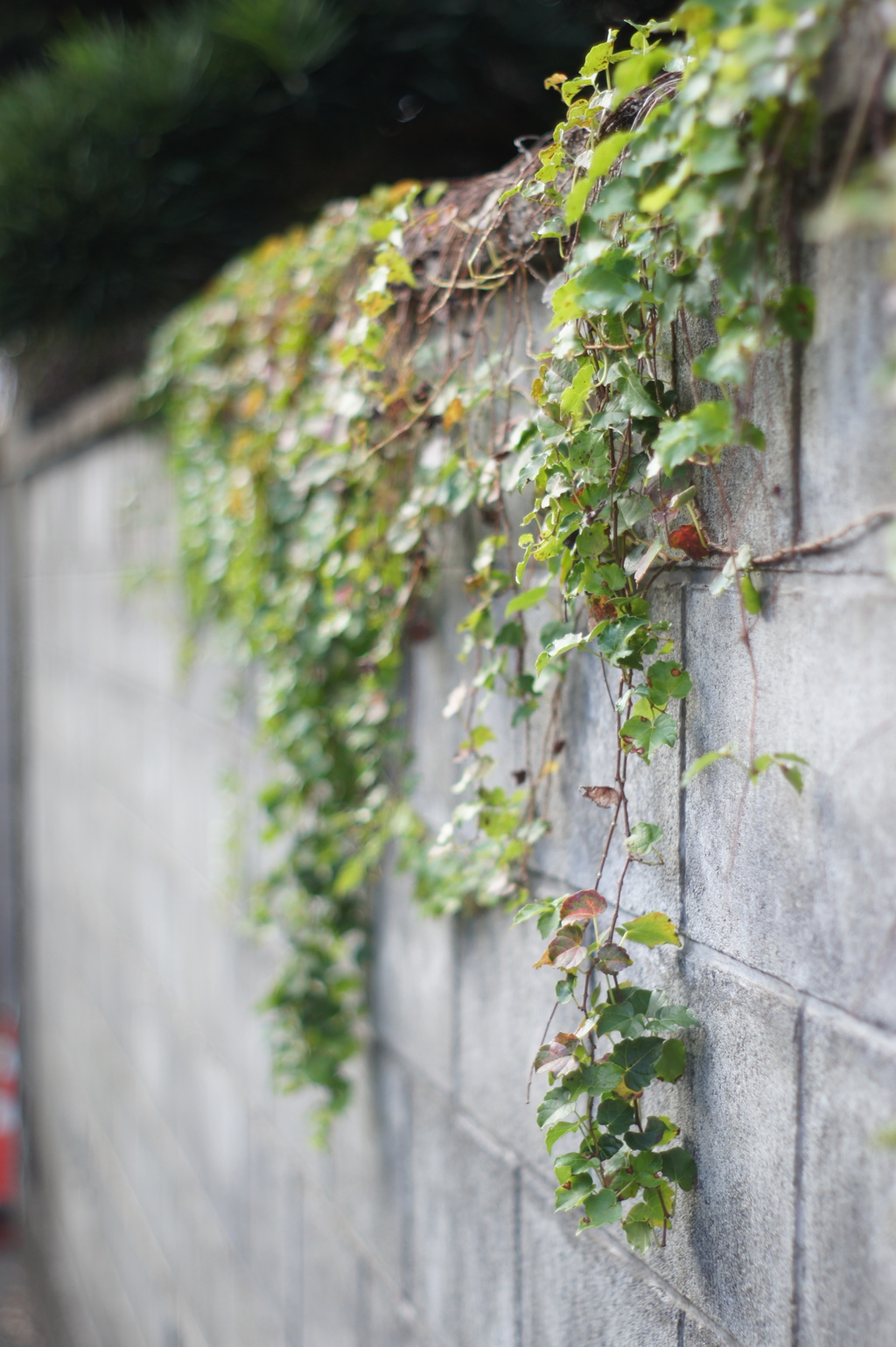 壁と蔦