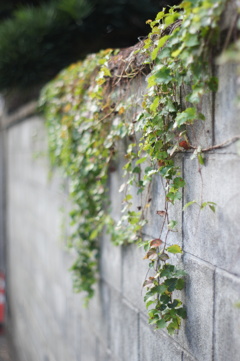 壁と蔦