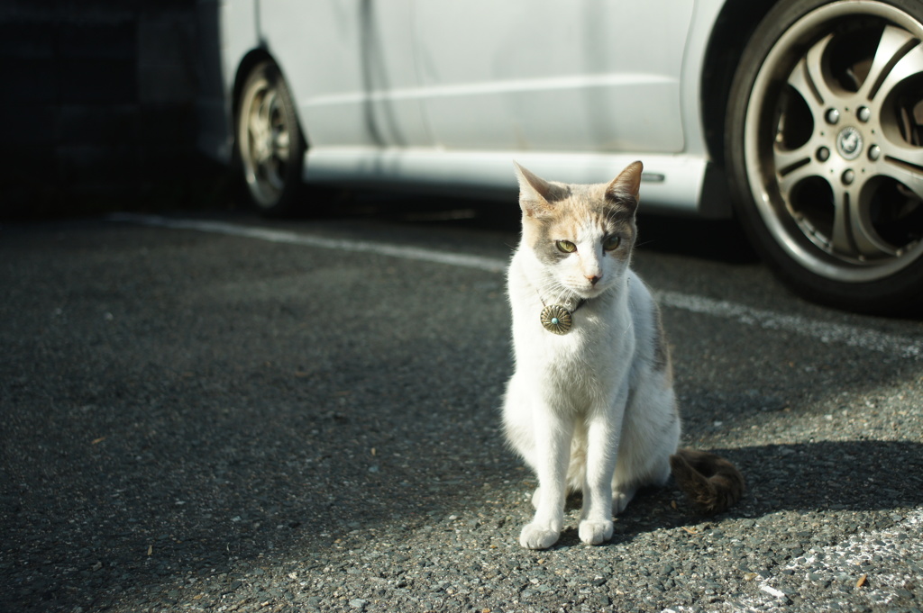 駐車場猫２