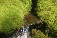 苔と水