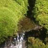 苔と水