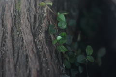 緑