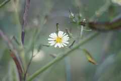 黄色っぽい花？