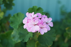 ピンクの花