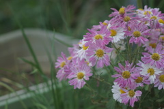 花はなハナ