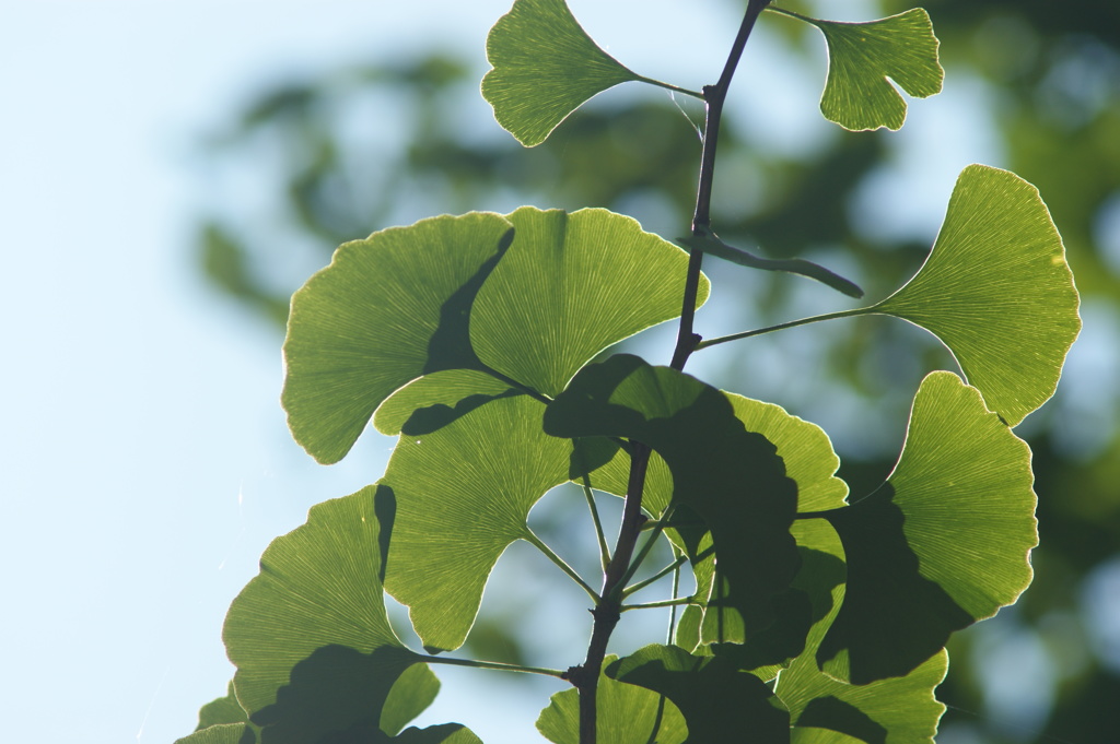 イチョウの葉