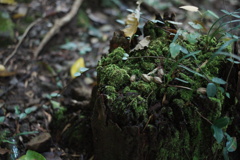SEED