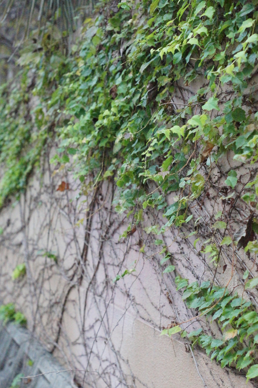壁と蔦２