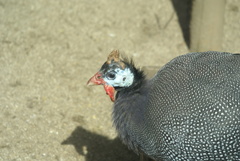 ホロホロチョウ