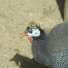 ホロホロチョウ