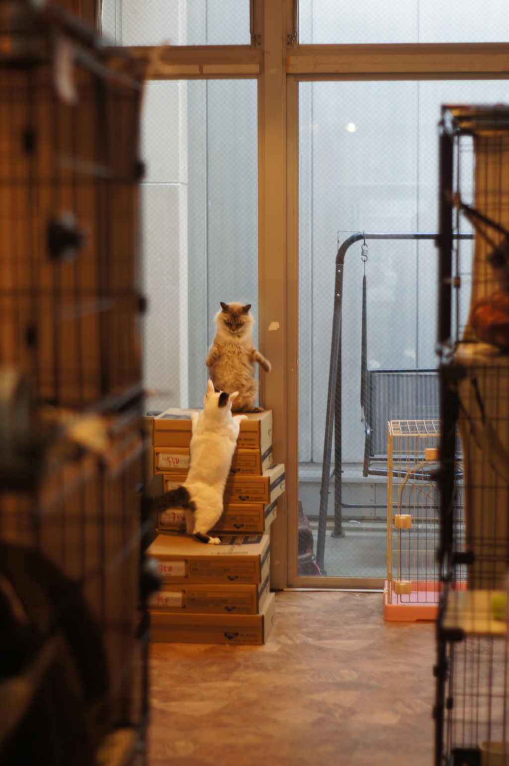 ファイト猫一発