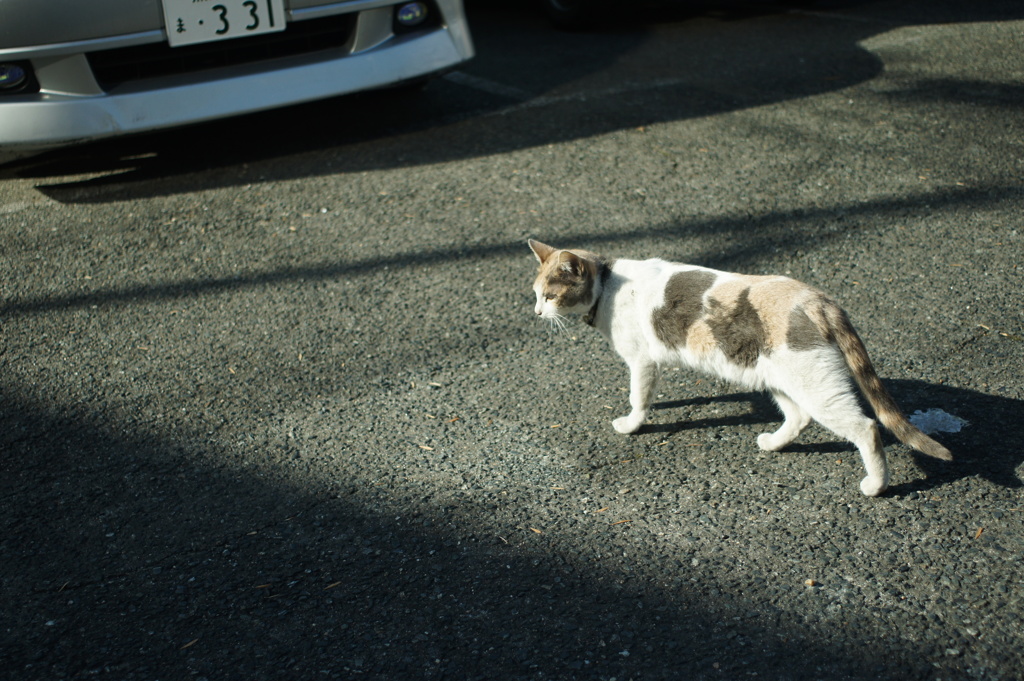 駐車場猫