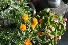 花ｓ